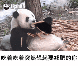 大熊猫吃竹子：吃着吃着突然想起来要减肥的你。一脸懵逼表情图片