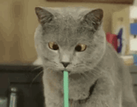 蓝猫偷偷喝饮料斜眼看人（可爱GIF）表情图片