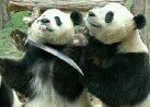 大熊猫拿刀架在另一只大熊猫脖子上（怼人表情包）表情图片